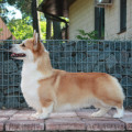 DRAGONJOY TEXAS RANGER