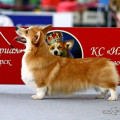FREELIFE DOG IMERI GRAMVUSA