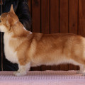 FREELIFE DOG KANASTA KRIM