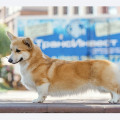 FREELIFE DOG VALDIVIA VIVA
