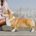 FREELIFE DOG MORTON