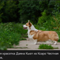 DAYANA QUIET IZ KSARO-CHESTNAYA IGRA