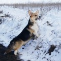 ALBERTOV TALER KRON PRINCE