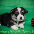 VELIKOLEPNIY VATSON VIL'VETOVIY BLUEZ VELIKOLEPNIY VATSON VIL'VETOVIY BLUEZ