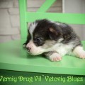 VERNIY DRUG VIL'VETOVIY BLUEZ VERNIY DRUG VIL'VETOVIY BLUEZ