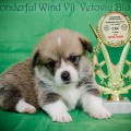 VONDERFUL WIND VIL'VETOVIY BLUEZ VONDERFUL WIND VIL'VETOVIY BLUEZ