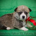 VOLSHEBNIY VEKTOR VIL'VETOVIY BLUEZ VOLSHEBNIY VEKTOR VIL'VETOVIY BLUEZ