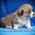 VIZIT BEAUTIFUL LADY VIL'VETOVIY BLUEZ VIZIT BEAUTIFUL LADY VIL'VETOVIY BLUEZ