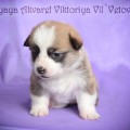 VESENNYAYA AKVAREL VIKTORIYA VIL'VETOVIY BLUEZ VESENNYAYA AKVAREL VIKTORIYA VIL'VETOVIY BLUEZ