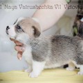 VANIL'NAYA VATRUSHECHKA VIL'VETOVIY BLUEZ VANIL'NAYA VATRUSHECHKA VIL'VETOVIY BLUEZ