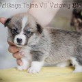 VELIKAYA TAJNA VIL'VETOVIY BLUEZ VELIKAYA TAJNA VIL'VETOVIY BLUEZ