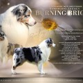 KAMERADO LEGACY BURNING BRIGHT KAMERADO LEGACY BURNING BRIGHT