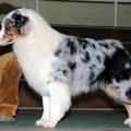 ARISTOCRAT BOHEMIA ACRO ARISTOCRAT BOHEMIA ACRO