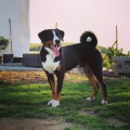 MONTY IS SIAULIU