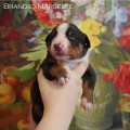 BRANDIE-MARSELLE ANIMA IMANI BRANDIE-MARSELLE ANIMA IMANI