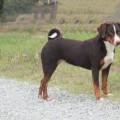 CA' DEL CORSI DALILA