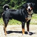 BRUNO VON DER WOLFHOHLI