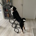 ODDY IS SIAULIU