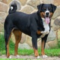 ZLATA S VNUKOVSKOGO RAZDOLJA ZLATA S VNUKOVSKOGO RAZDOLJA