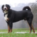 AYKO-MAX VON DEN BORKENBERGEN
