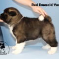 RED EMERALD YAROMIR RED EMERALD YAROMIR
