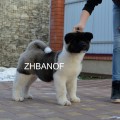 ZHBANOF ROLLS-ROYCE ZHBANOF ROLLS-ROYCE