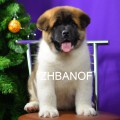 ZHBANOF STEVE BEST CHAMPION ZHBANOF STEVE BEST CHAMPION