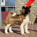 ZHBANOF REGAL STANCE ZHBANOF REGAL STANCE