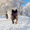 REDZENAKI BOGEMIYA