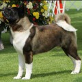 RUTHDALES DARQ LEGACY