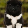 MOYAMRIYA ADJI BLACK STAR