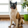 AIKO NARIKO ZOV SERDTSA AIKO NARIKO ZOV SERDTSA
