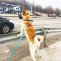 DANKO IZ OTCHEGO DOMA DANKO IZ OTCHEGO DOMA