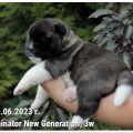 TERMINATOR NEW GENERATION TERMINATOR NEW GENERATION