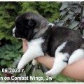 TARLAN ON COMBAT WINGS TARLAN ON COMBAT WINGS