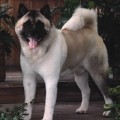 BIG-O THUNDERHEART OF KOKOMO