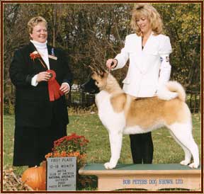MARIAH'S THE CHOSEN ONE » Pedigree database American Akita;