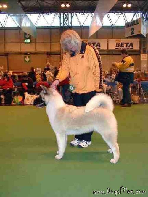 RUTHDALES KNOCKOUT AT BUCKRIDGETWO » Pedigree database