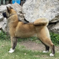 DAIKITI HONDO SAFARI