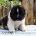 EMPRESS FIKE VALET EMPRESS FIKE VALET
