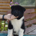 EMPRESS FIKE NORDVIND EMPRESS FIKE NORDVIND