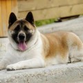 TSVETUSCHAYA LILIA IZ ZAMKA GREZ TSVETUSCHAYA LILIA IZ ZAMKA GREZ