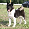 RIYA QUEEN DORO DALKAMO