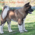 CASHMERE INDIGO SMILE