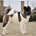 MAIARA MAGUS OF BEARS'S LAND KATTYVAL MAIARA MAGUS OF BEARS'S LAND KATTYVAL