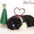 RED EMERALD SELENA RED EMERALD SELENA