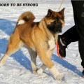 AMARTAMI BORN TO BE STRONG AMARTAMI BORN TO BE STRONG
