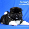 ZHBANOF VERSHINA MIRA ZHBANOF VERSHINA MIRA