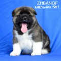 ZHBANOF VESUVIY TUMANIY ISPOLIN ZHBANOF VESUVIY TUMANIY ISPOLIN