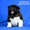 ZHBANOF VERDGINIA HILL ZHBANOF VERDGINIA HILL